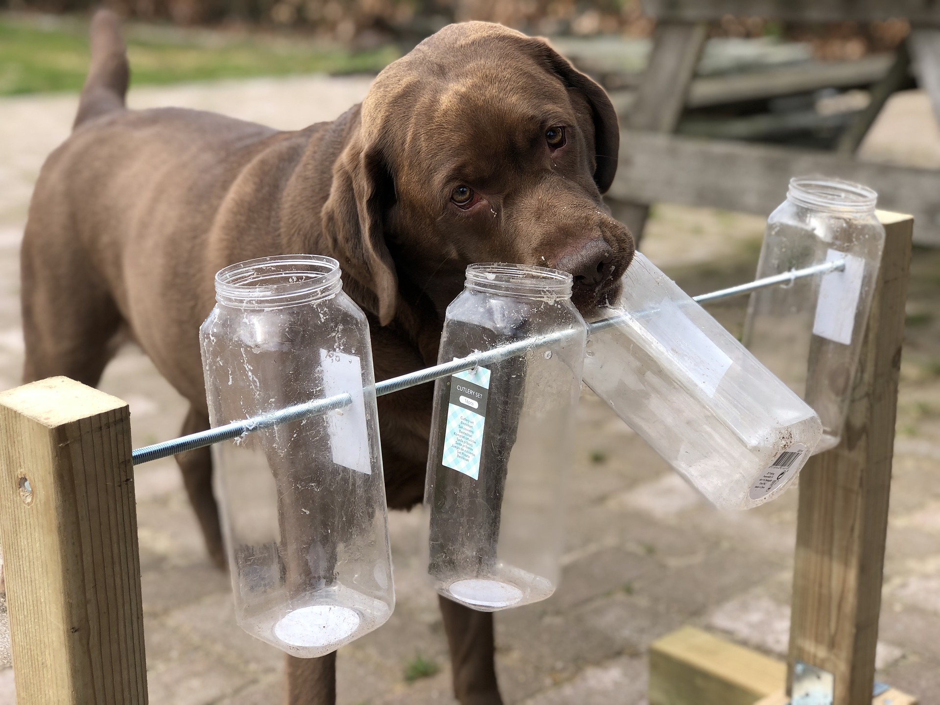 Hundespiele sollten Ihren Hund physisch und intellektuell entwickeln. Spielzeug für Leckereien oder das Verstecken von Hundeköstlichkeiten in den Ecken der Wohnung sind eine großartige Lösung.