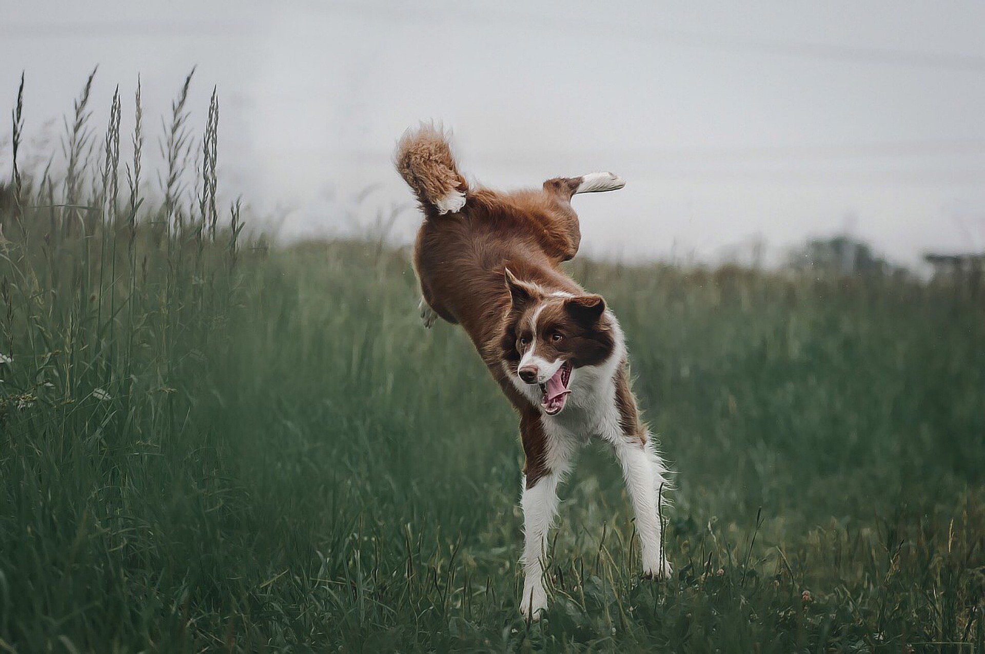 Das Auftreten von Arthritis bei Hunden kann nicht vollständig ausgeschlossen werden, aber das Risiko kann minimiert werden, z. B. durch richtige Ernährung und Aktivität entsprechend dem Alter und den Fähigkeiten des Hundes.