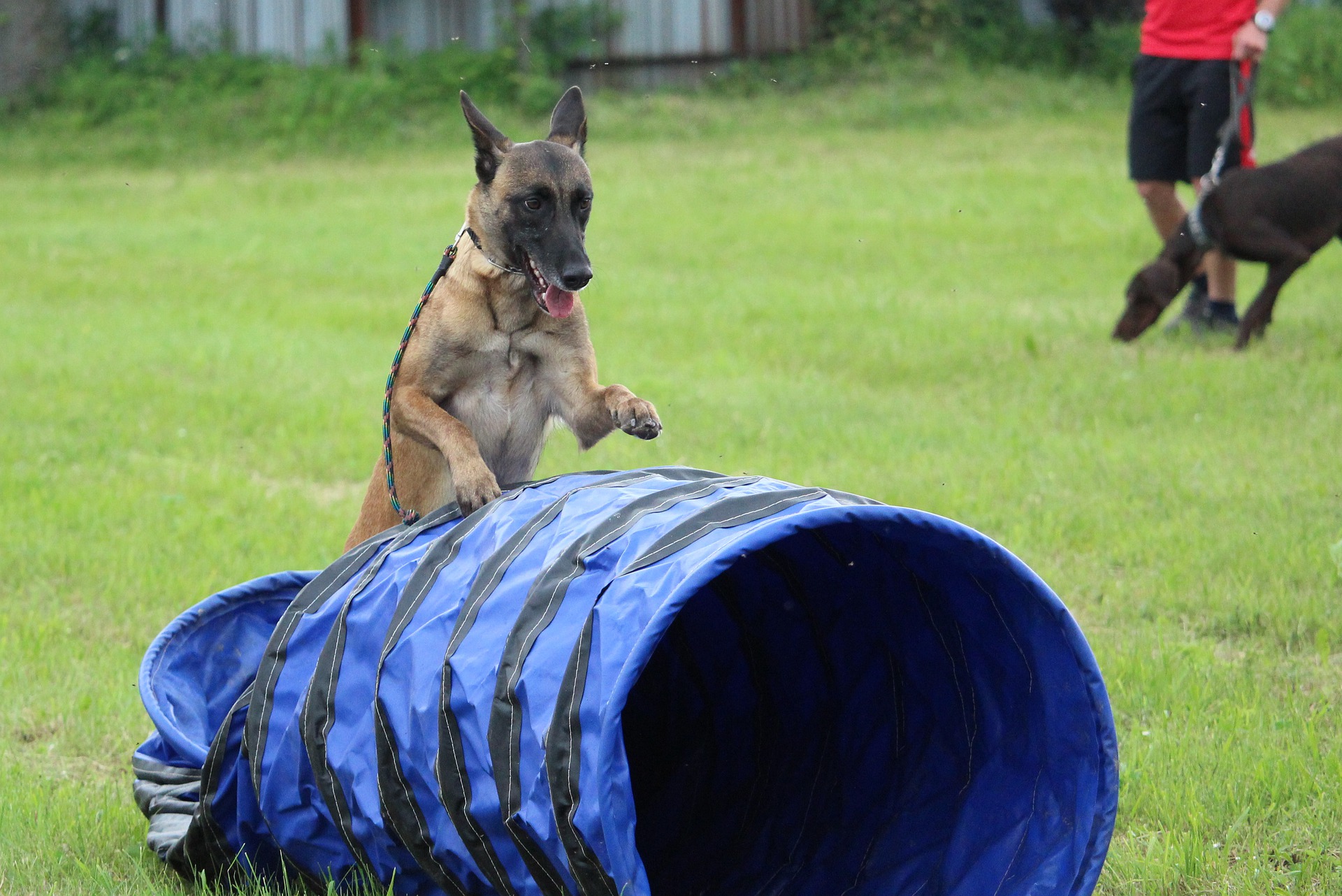 Hunde, die auf Spielplätzen ein hohes Maß an Fitness erreichen und mit Hindernissen gut umgehen können, können gute Kandidaten für Agility-Wettbewerbe sein.