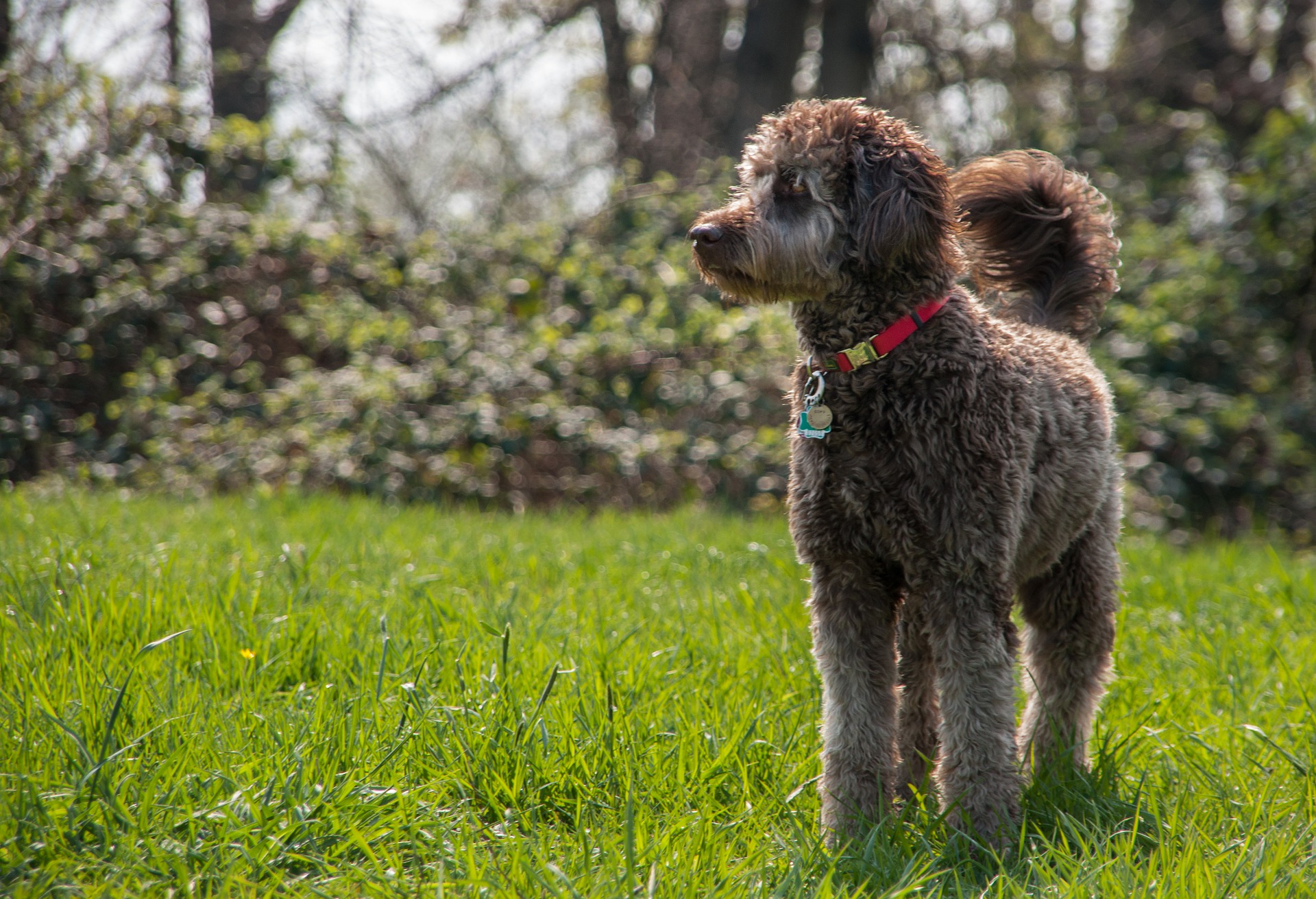 Der Labradoodle ist das Ergebnis einer Kreuzung zwischen einem Pudel und einem Labrador. Die Gene können sowohl vom Pudel als auch vom Labrador stammen, was zu einer großen Vielfalt an Farben, Fellarten und Charakteren führt.