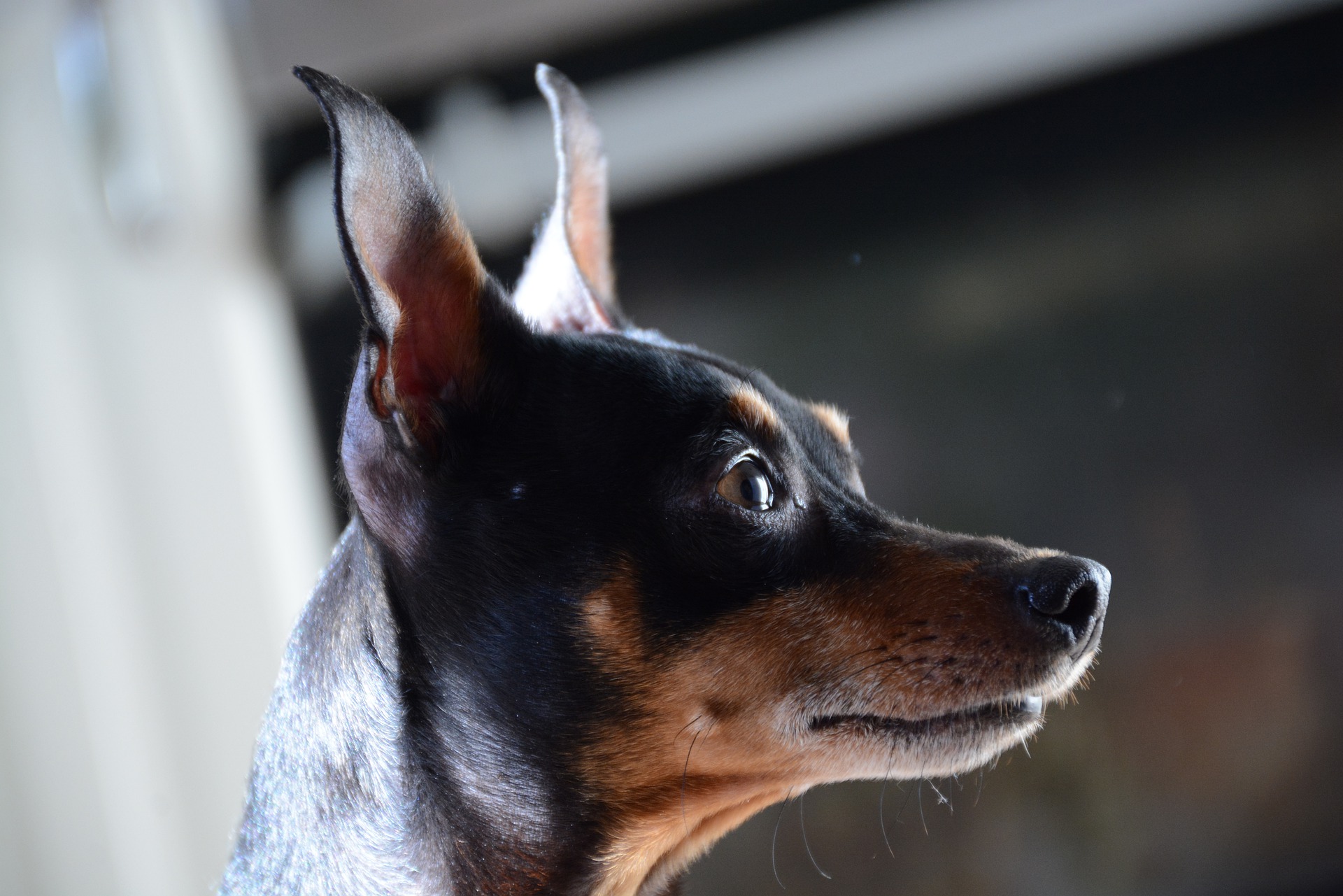 Zwergpinscher eignen sich ideal als Wachhunde; sie sind immer wachsam und bei Bedarf laut.