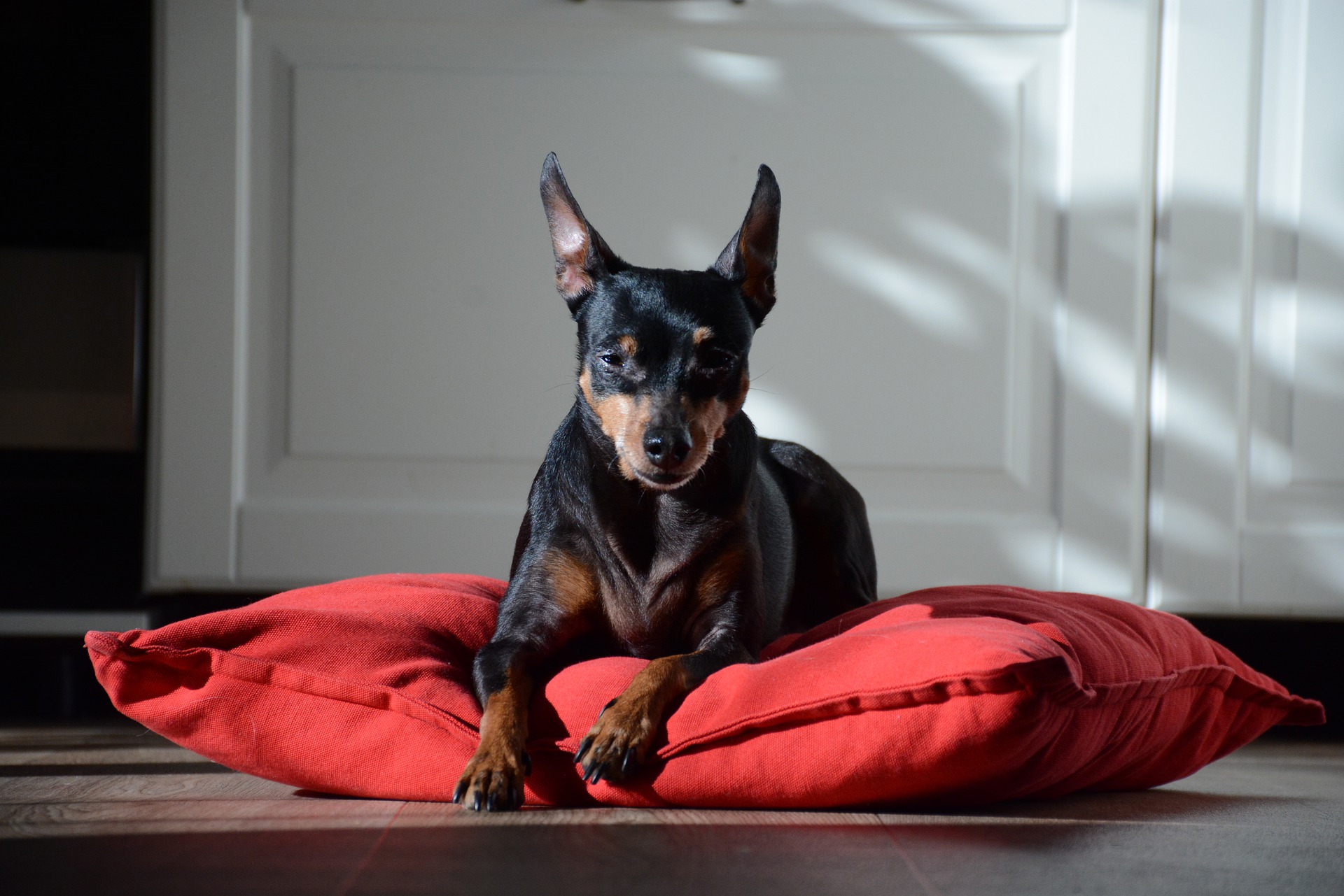 Der Zwergpinscher ist eine verkleinerte Kopie des mittelgroßen Pinschers, es ist nicht korrekt, ihn als Laufvogel zu bezeichnen.