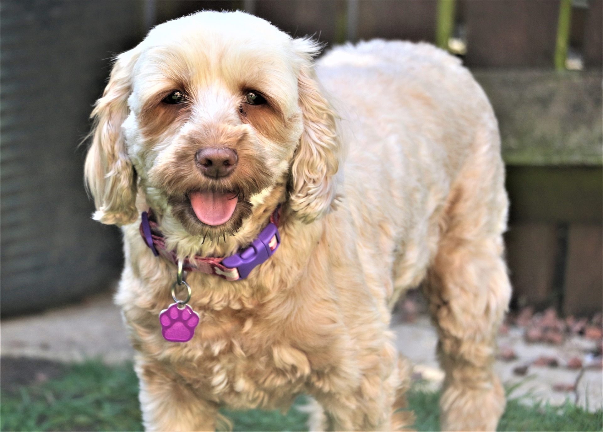 Der Cockapoo ist eine Kreuzung zwischen zwei Hunderassen - dem Spaniel und dem Pudel. Sein Charakter hängt von dem Genpool ab, den er meist erbt.