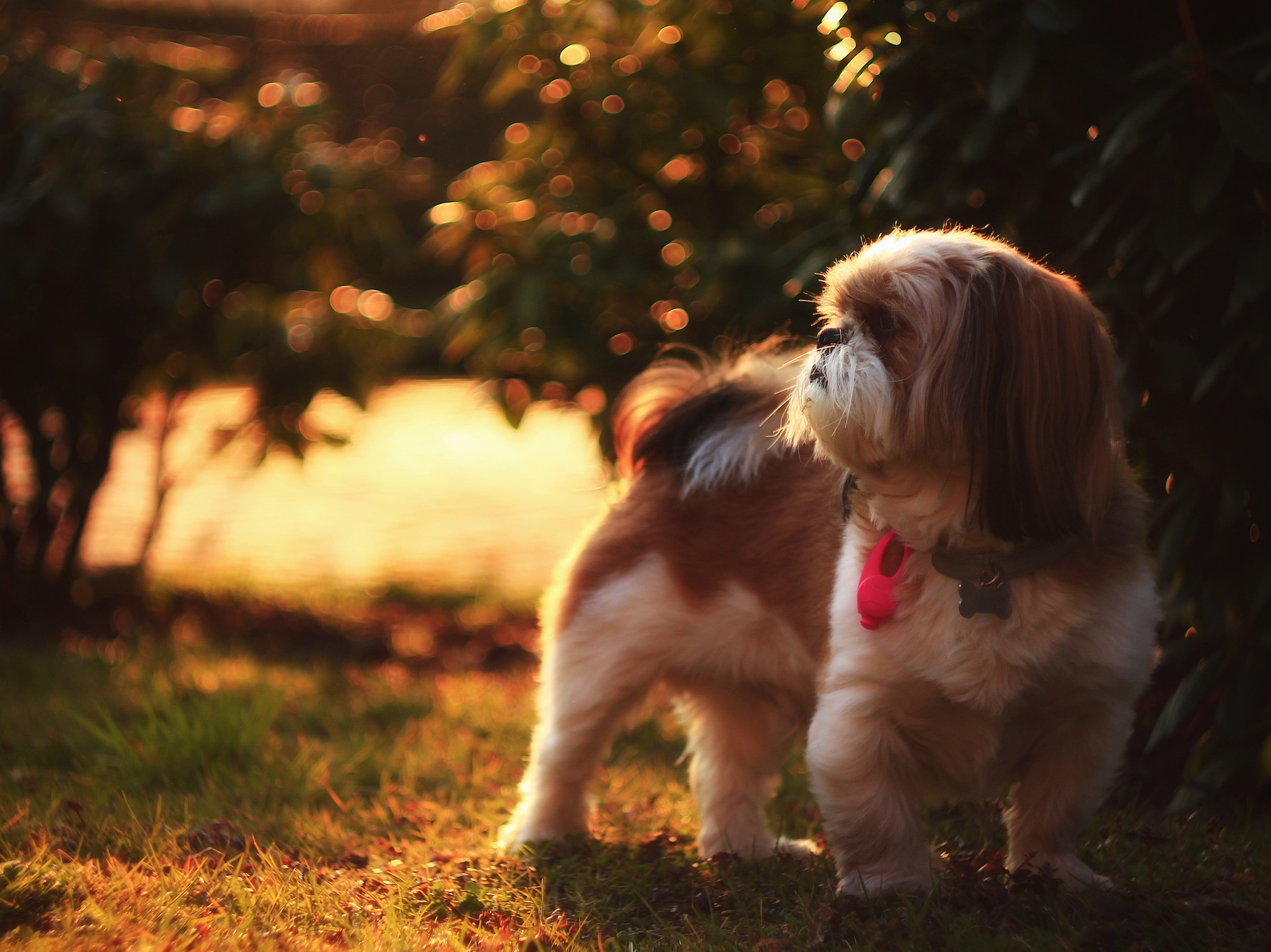 Shih Tzu sind freundlich. Sie fühlen sich in der Gesellschaft von Menschen sehr wohl. Sie genießen den Kontakt mit Kindern. Sie haben eine positive Einstellung zu anderen Tieren. 