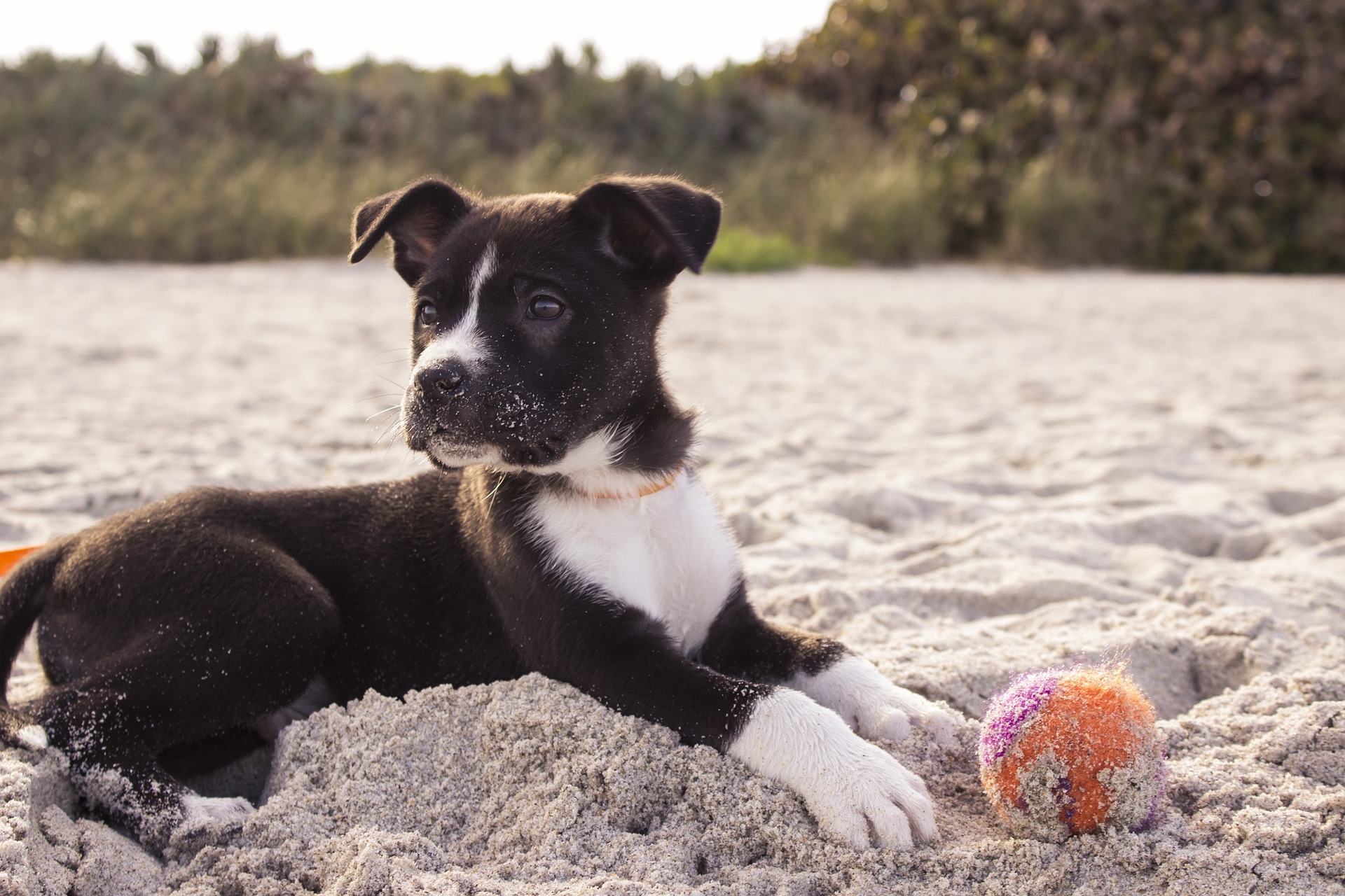 Die Qualität der Betreuung eines Welpen bestimmt das spätere Verhalten der Hunde und die geistige und körperliche Gesundheit des Tieres.