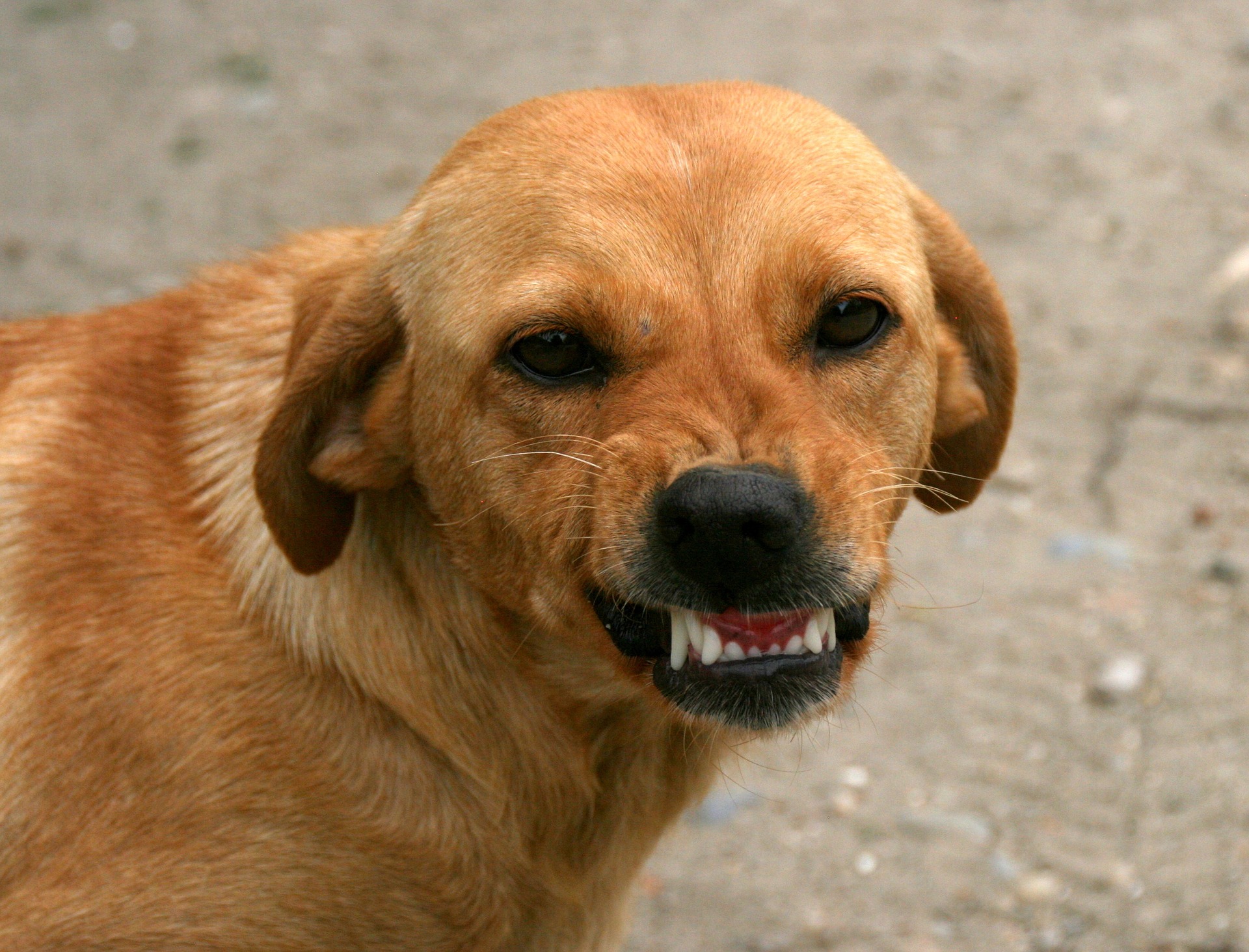 Der Hund sollte durch die Methode der positiven Verstärkung aufgezogen werden. Jeder Akt der Aggression seitens der Menschen wird die Probleme des Hundes verschlimmern.