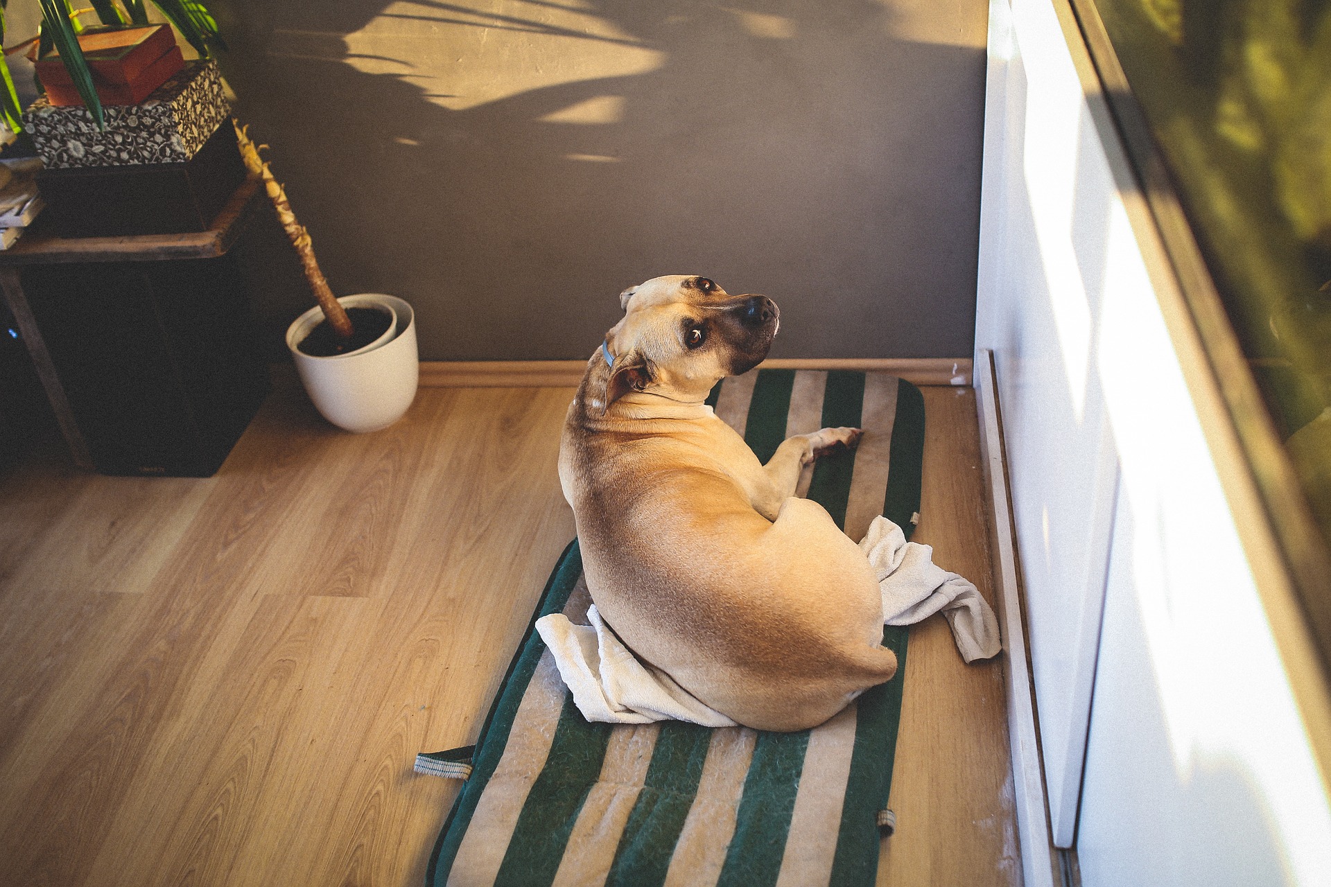 Der faule Hund liegt auf dem Teppich.