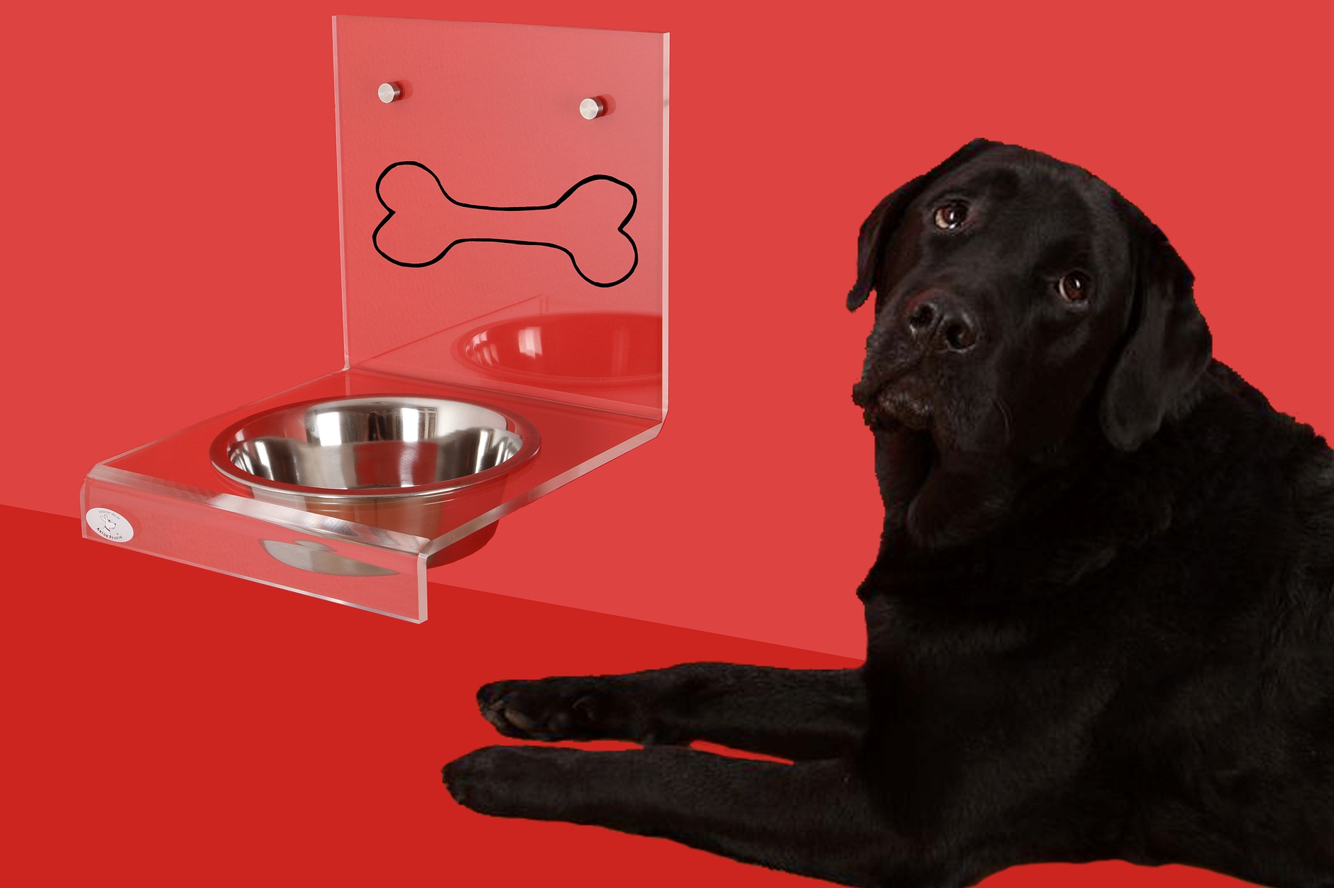 Eine unzureichende Fütterung von Hunden kann bei einem Hund nach einem Futterwechsel zu Durchfall führen. Deshalb ist es so wichtig, es richtig einzugeben.