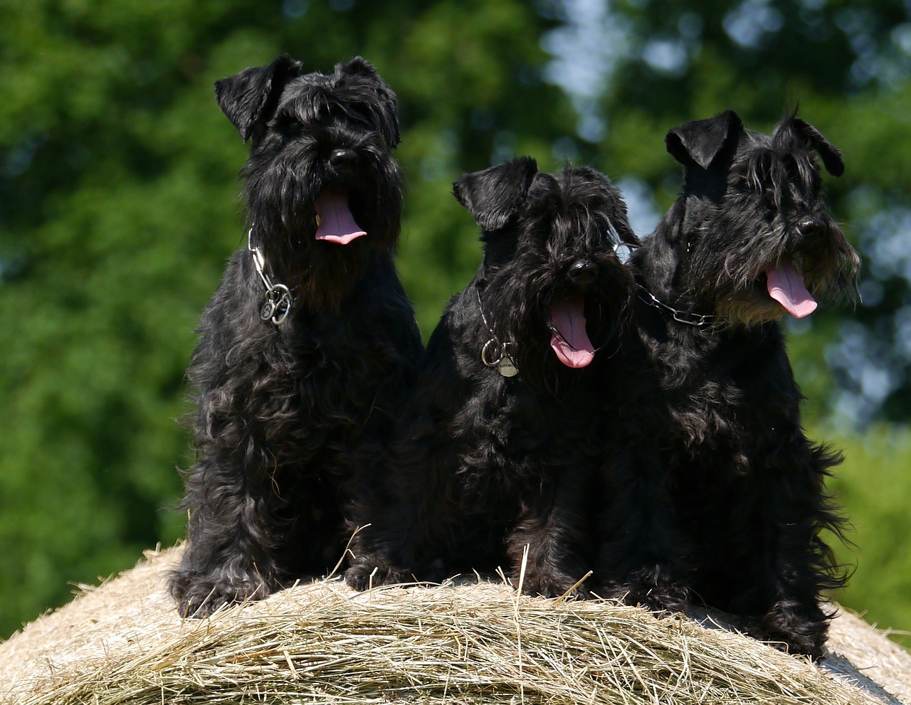 Drei schwarze Schnauzer sitzen auf einem Heuhaufen. Schnauzer müssen regelmäßig geschnitten werden.
