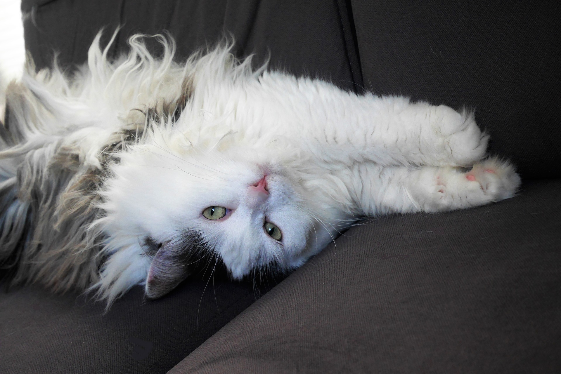 Die Sibirische Katze ist lebhaft und freundlich. Sie liebt es zu spielen, zu springen und zu klettern.
