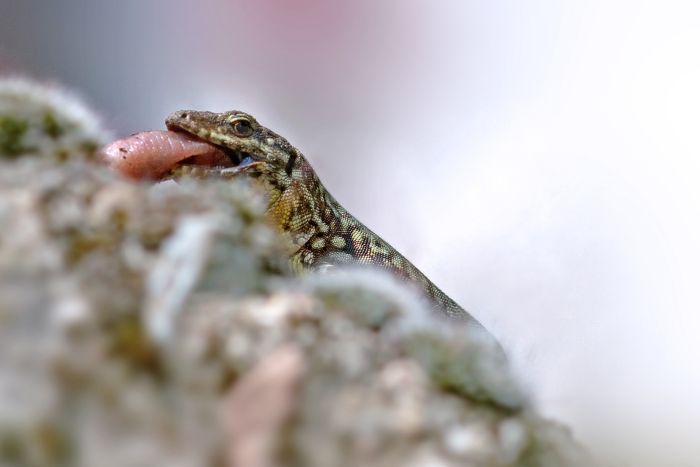 Die Eidechse frisst den Wurm.