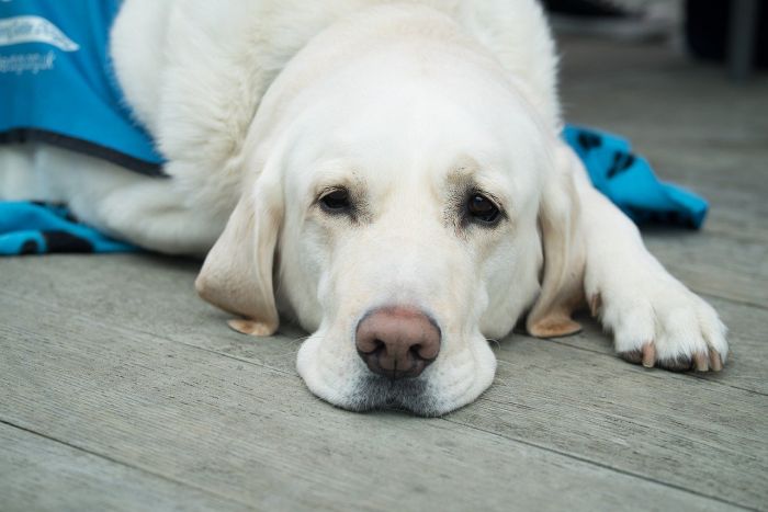 Kranker Hund auf der Matte