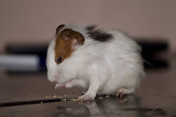 Hamster frisst Getreide.
