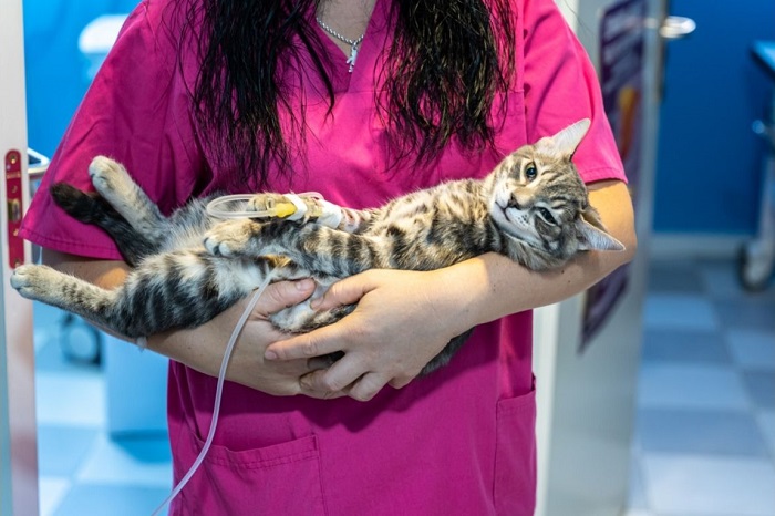 FIP bei Katzen.
