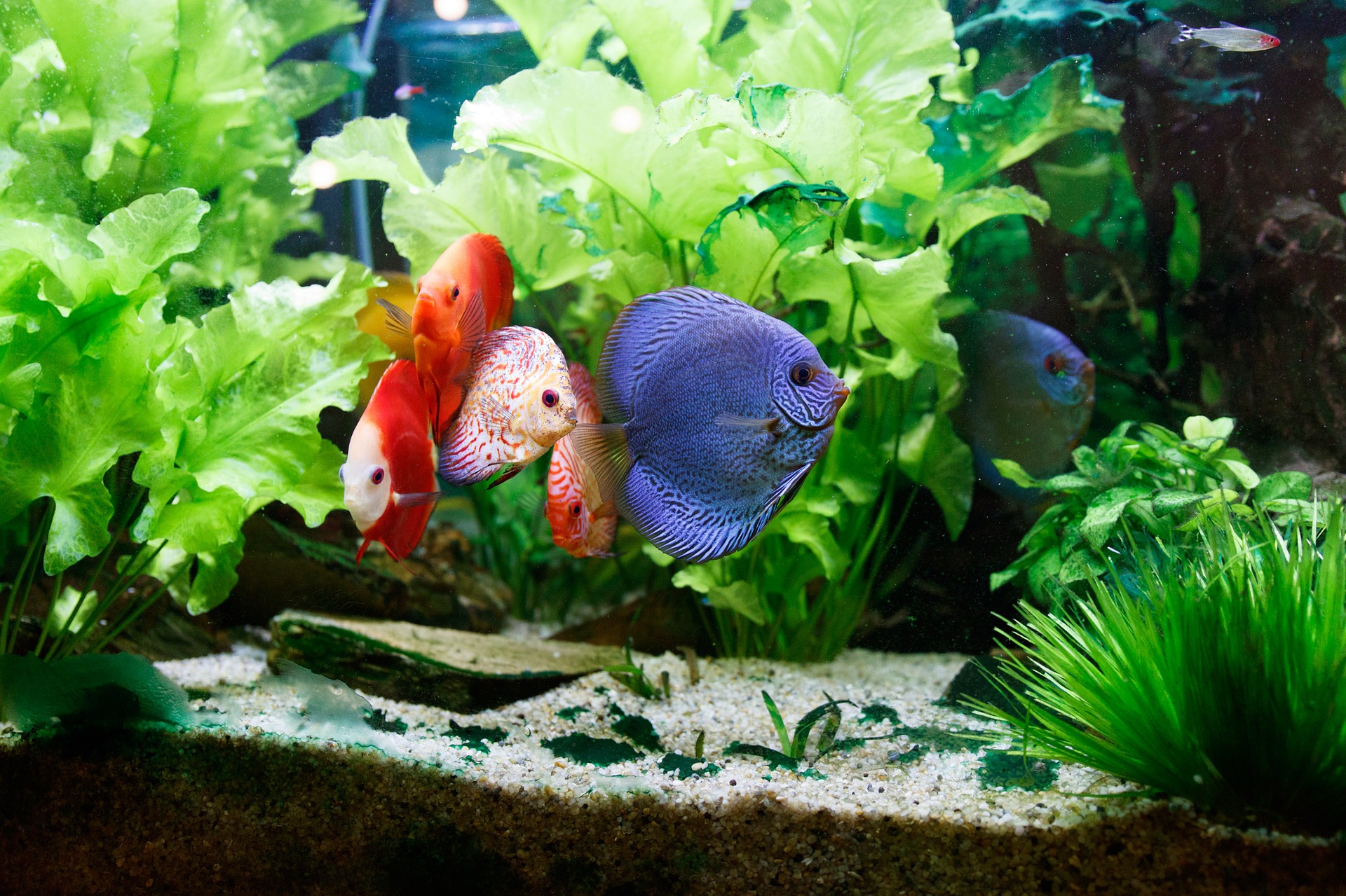 Der beliebteste Stil für die Anordnung von Aquarien ist der natürliche. Unter ihnen können wir zum Beispiel iwagumi, ryuboku, mizube, ragwork unterscheiden.