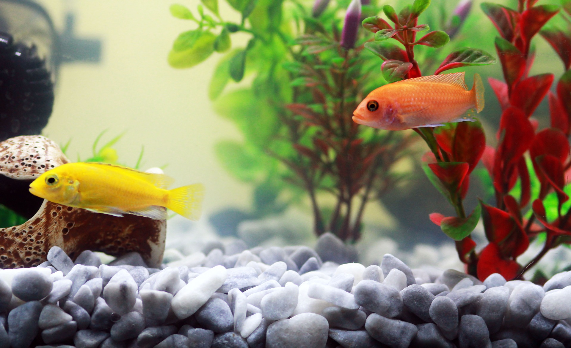 Der erste Schritt bei der Einrichtung eines Aquariums besteht darin, seinen Typ zu bestimmen, ob Sie Süßwasser- oder Salzwasserfische kaufen möchten und planen.
