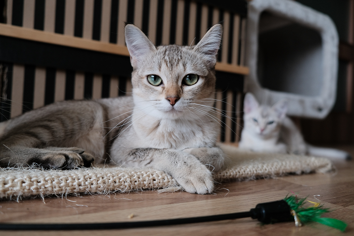 Zwei Katzen liegen in einer Höhle vor dem Hintergrund eines Kratzbaums.