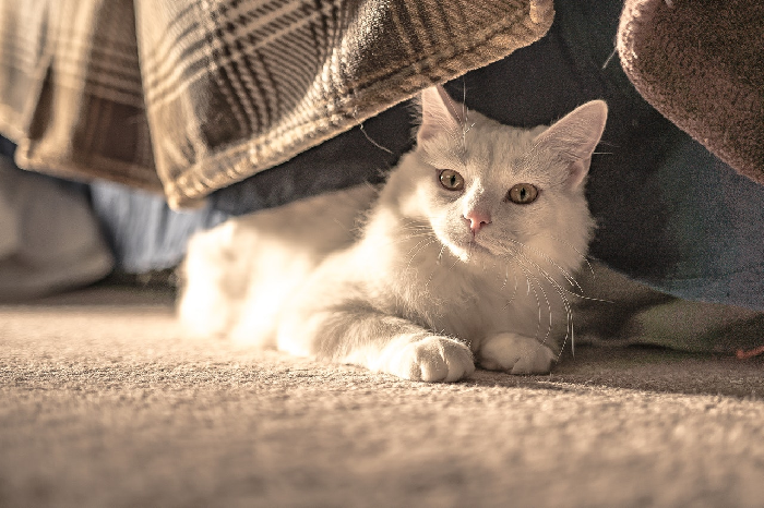 Die katze liegt unter dem bett.