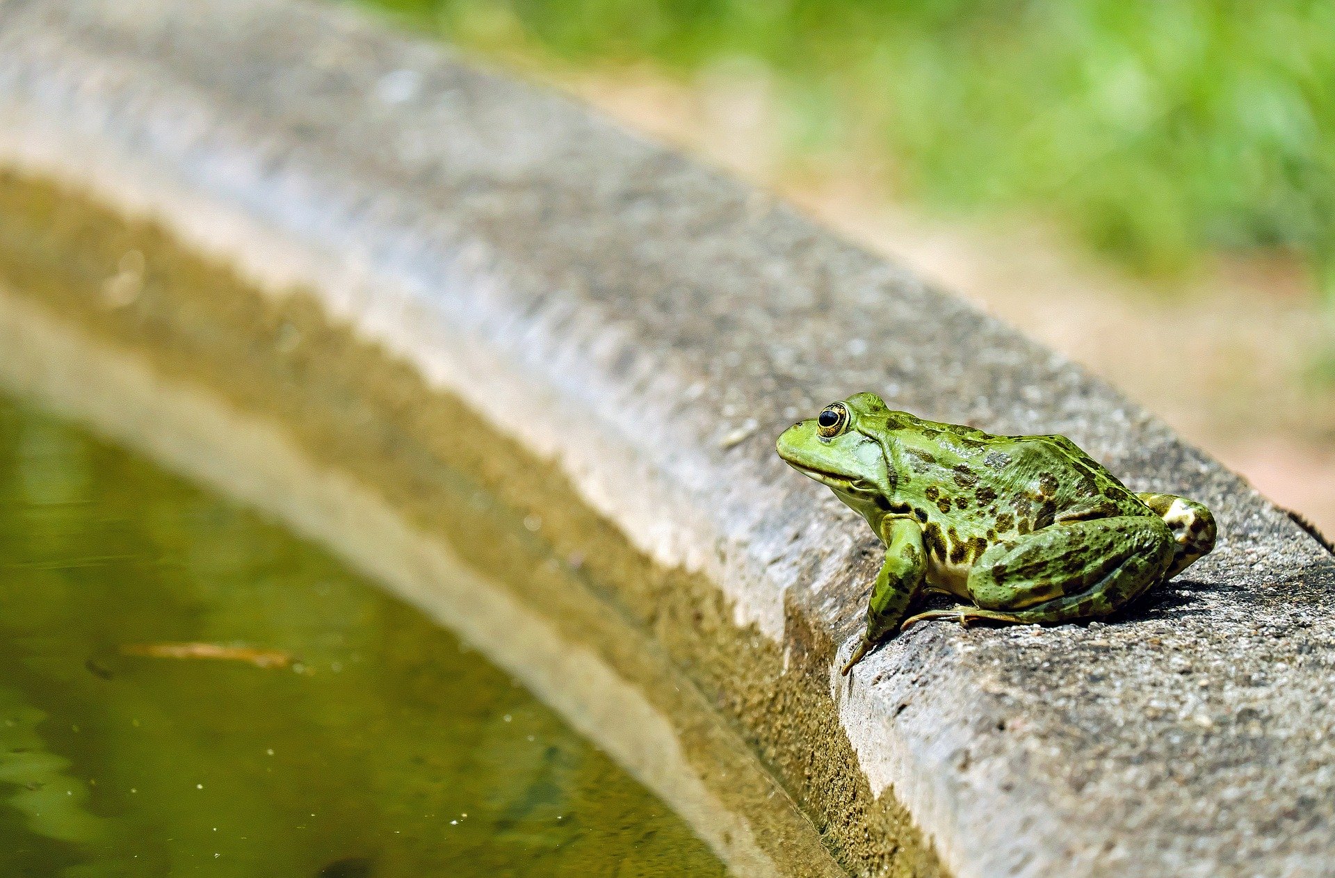 Der sorgfältig angelegte Garten mit einem Teich wird jeden mit seiner Schönheit faszinieren. Die Kombination von Wasser, Pflanzen, Fischen und Steinen ergibt einen einzigartigen Effekt.