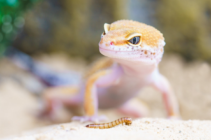 Der Gecko jagt die Larve.