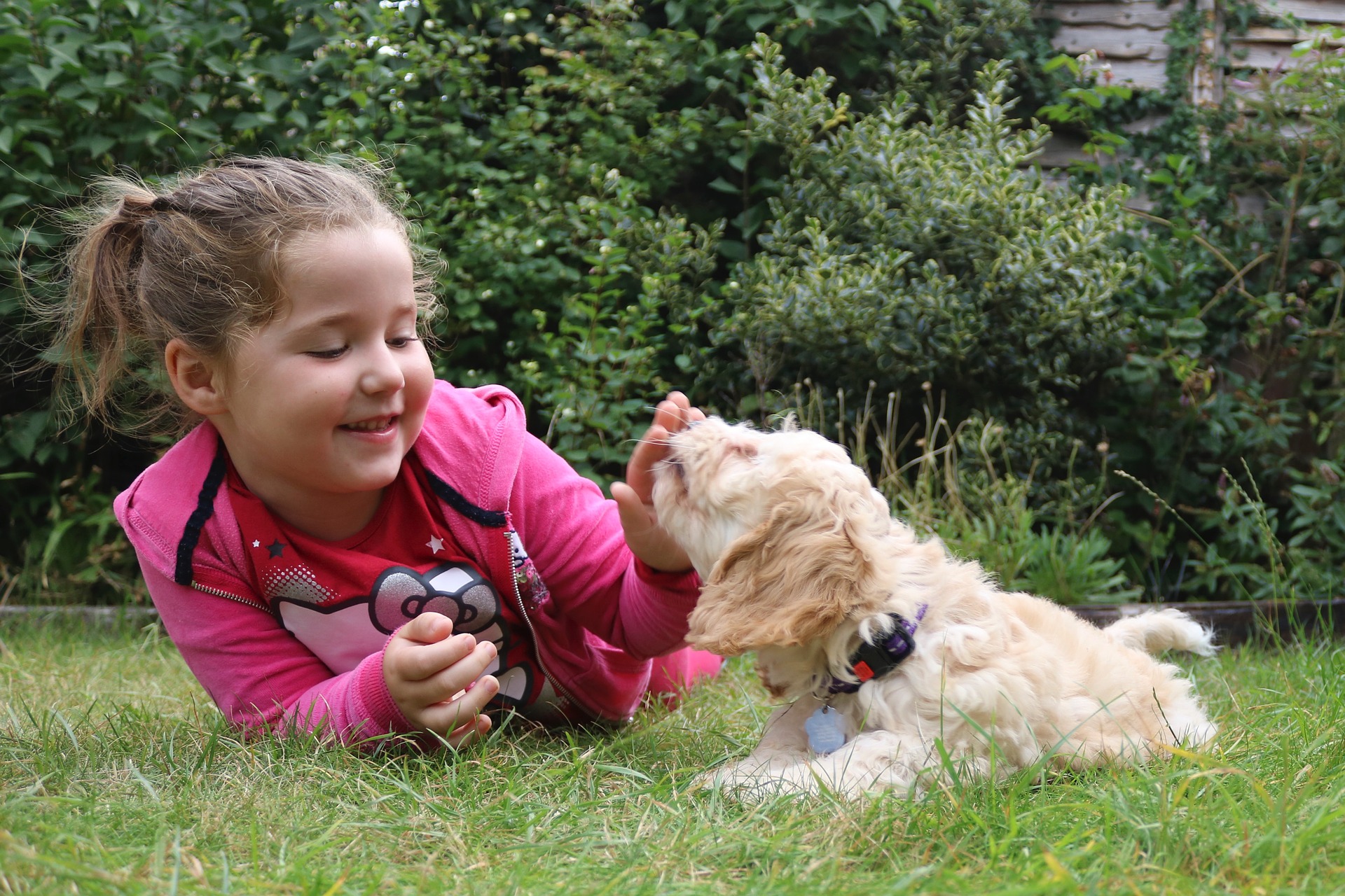 Cockapoos sind sehr familienorientierte Hunde, die gerne spielen und gestreichelt werden.
