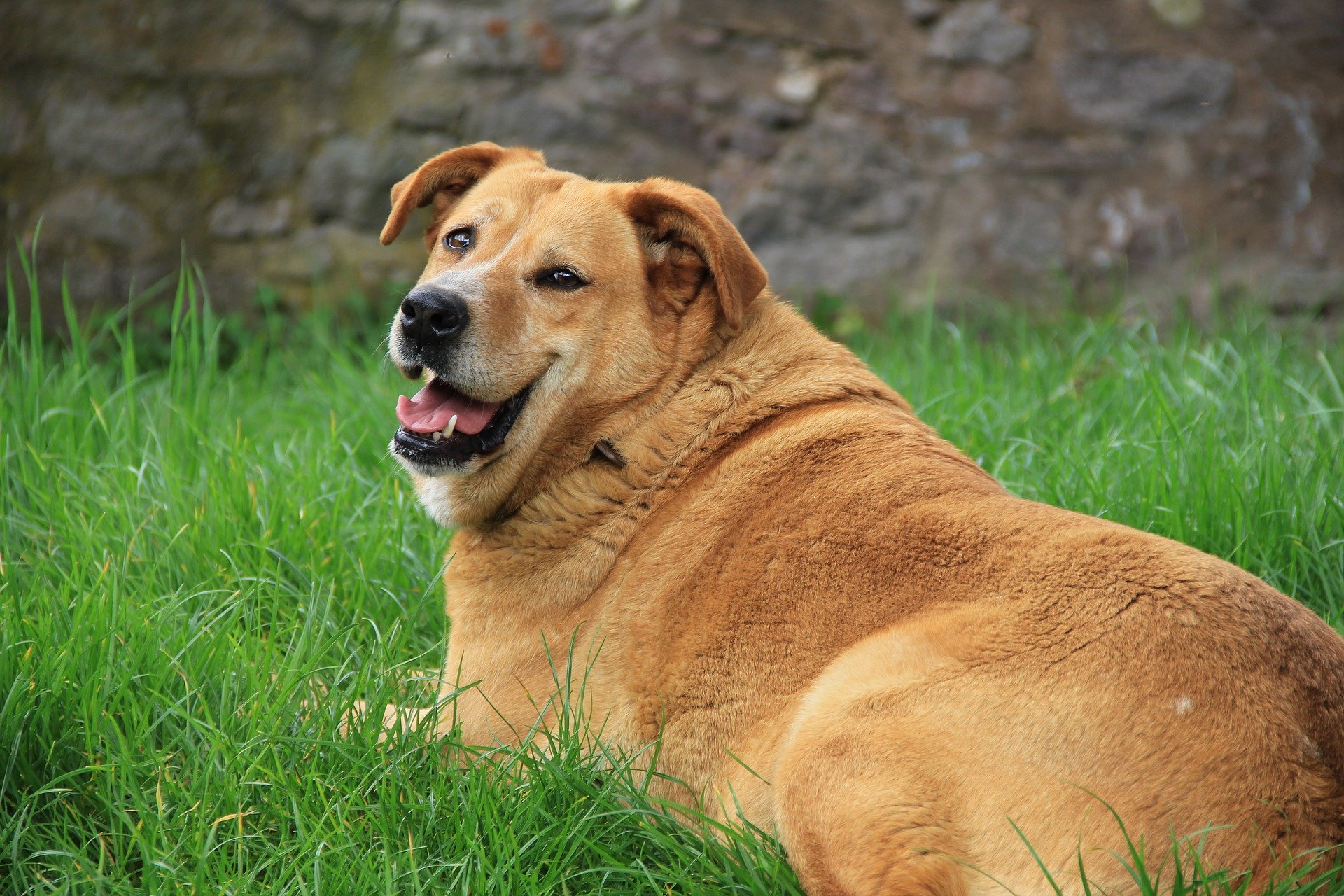 Der dicke Hund liegt auf der Wiese.