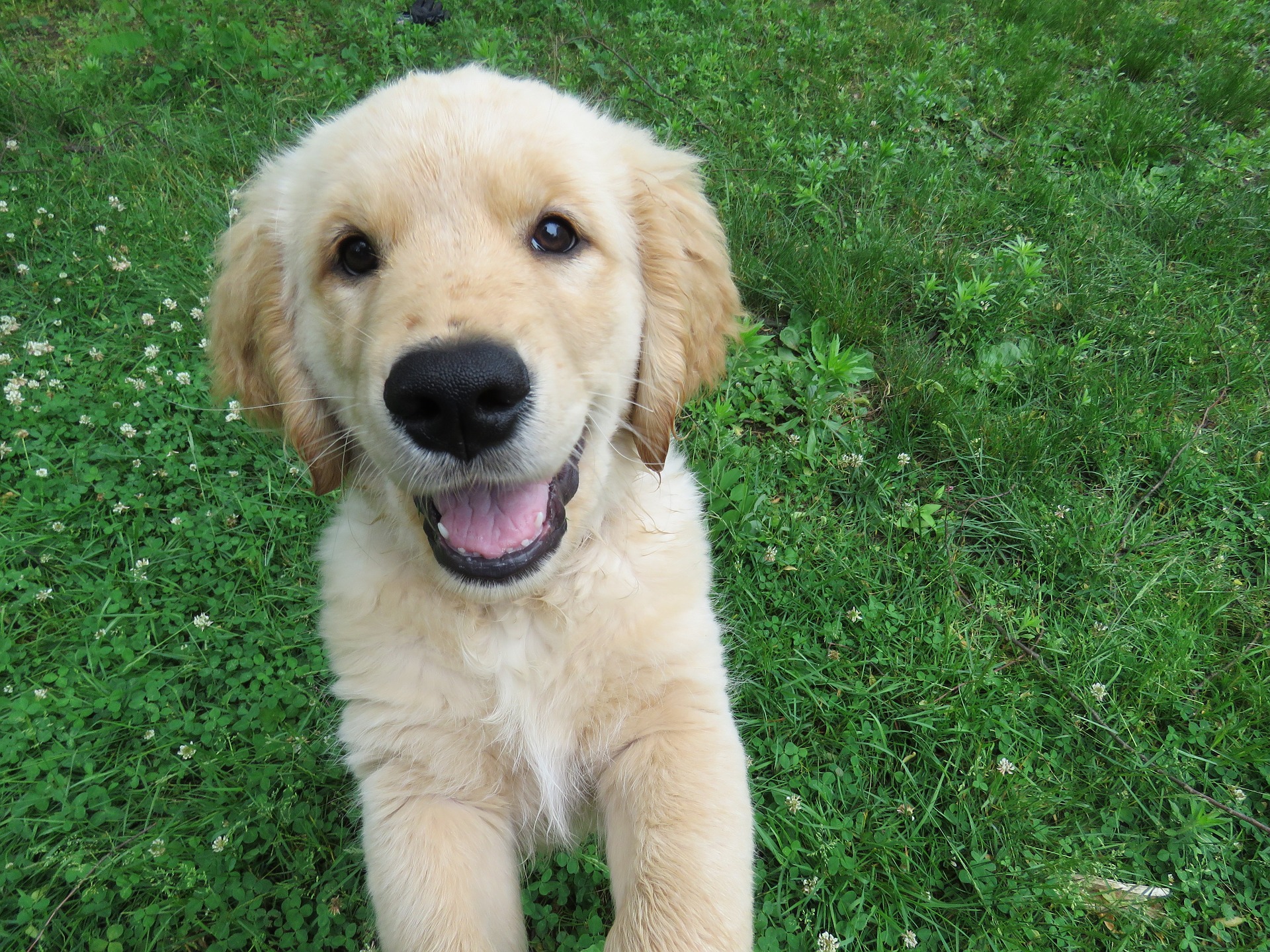 Ein Hundespielplatz ist ein Ort, an dem ein Hund Energie verbrauchen, das Bedürfnis nach Bewegung befriedigen, Intelligenz entwickeln und neue Fähigkeiten erlernen kann.