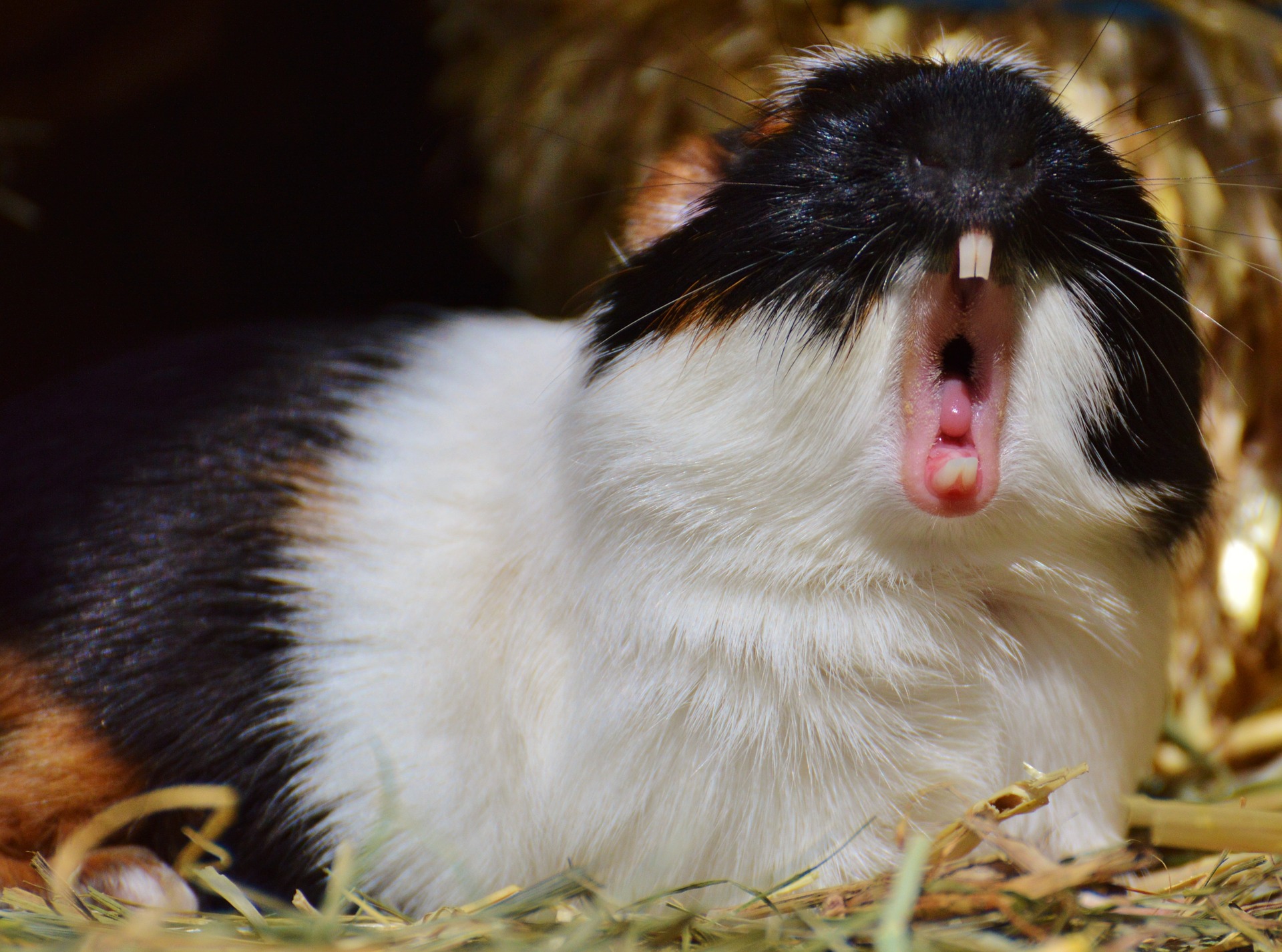 Das Meerschweinchen sollte nicht mit Bohnen, Kohl, Kartoffeln, Milch und Zwiebeln gefüttert werden. Diese Produkte sind schädlich für Kaffee und können Verdauungsprobleme verursachen.