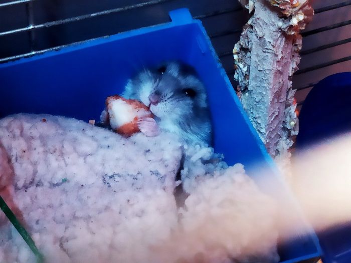 Hamster frisst Obst in einem Käfig.
