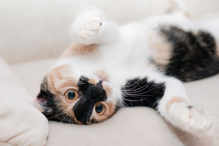 Hauskatze in Patches