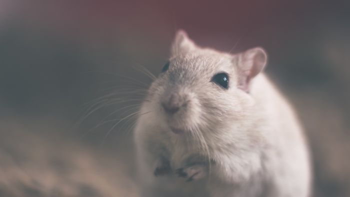 Hausmaus in einem Käfig.