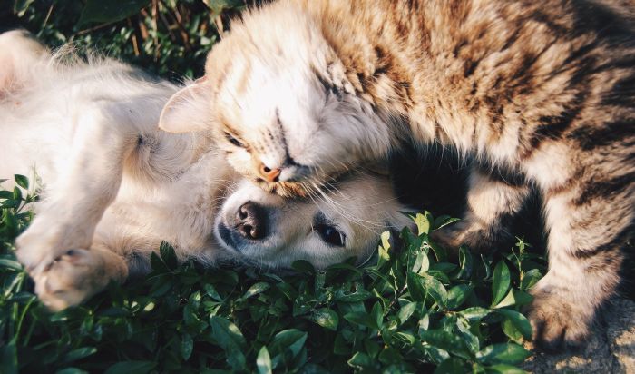 Die Hund und die Katze liegen.