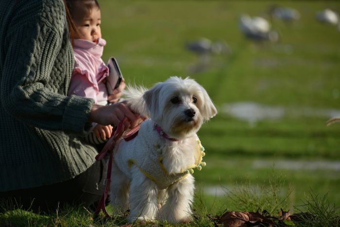 Hund mit Baby