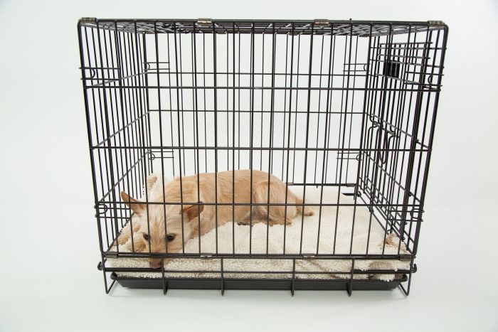 Ein Hund in einem Zwingerkäfig