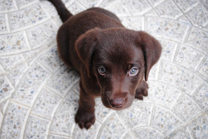 Labrador Welpe