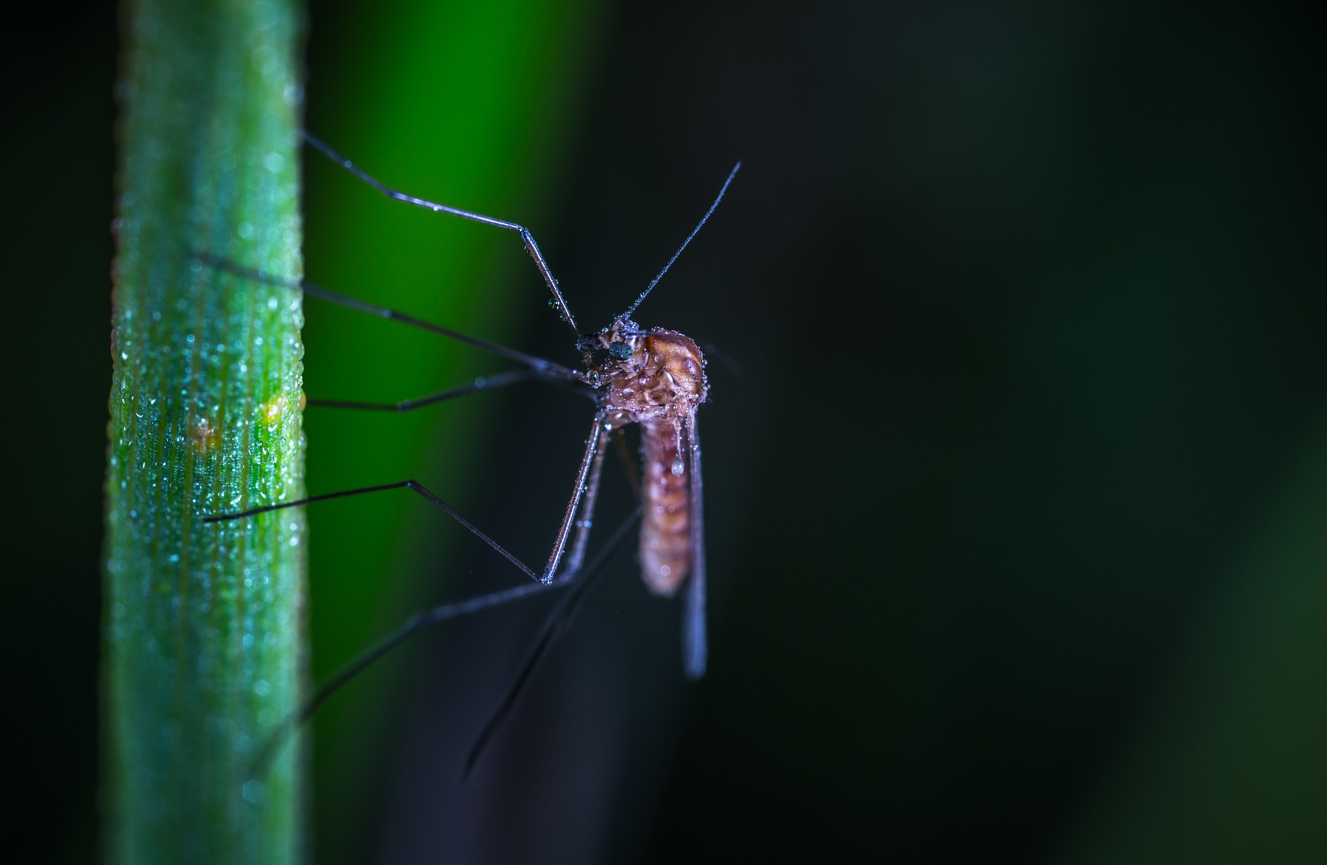 Eine Herzwurminfektion erfolgt durch einen Mückenstich, bei dem die Parasiten eine invasive Form erreichen.