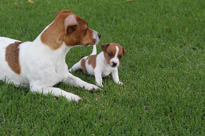 Jack Russell Terrier mit einem Welpen.
