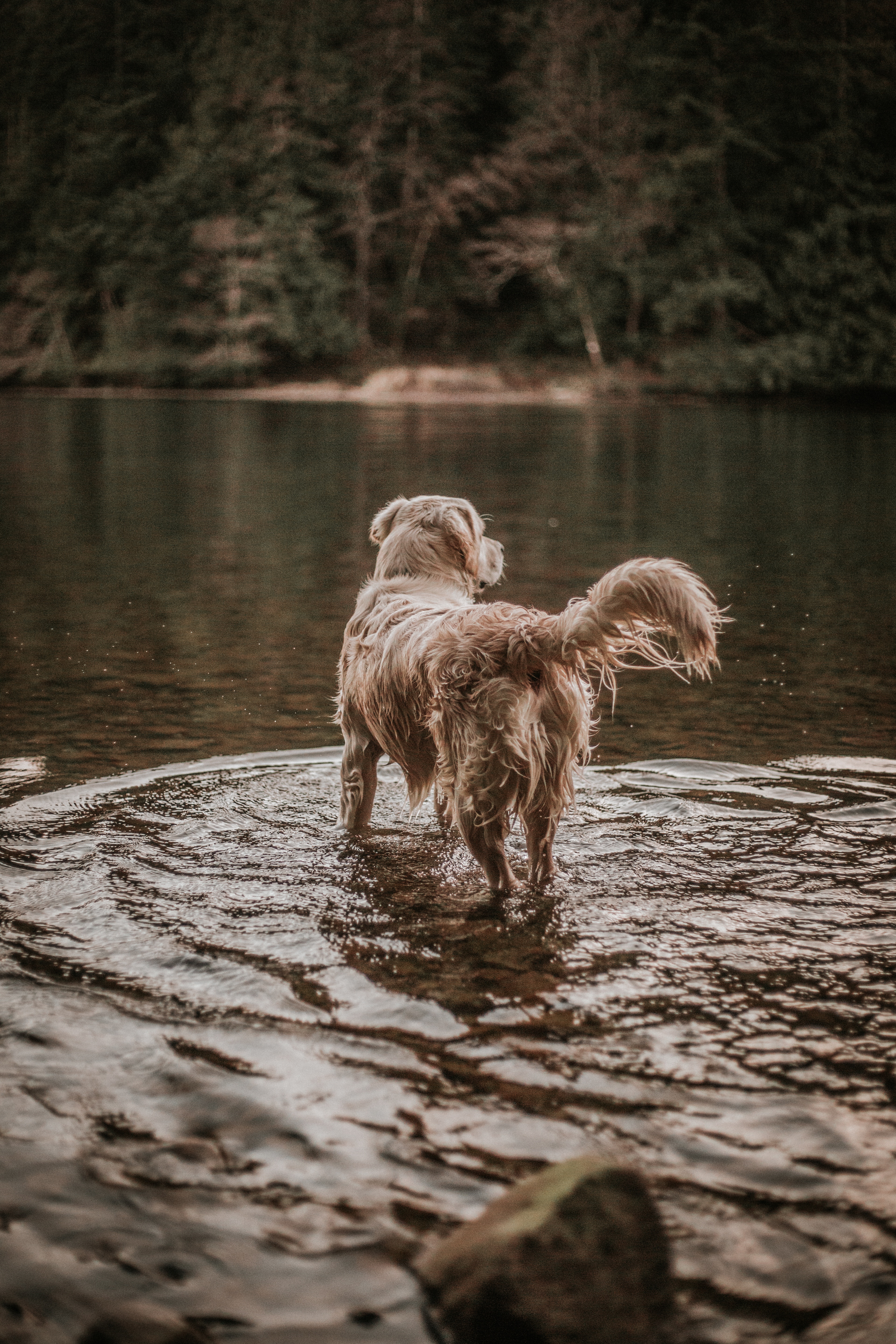 Golden Retriever wszedł do jeziora pośród gór. Goldeny uwielbiają wodę i jak tylko mogą to do niej wskakują.