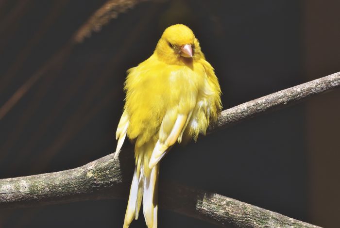 Kanarienvogel auf einem Ast.