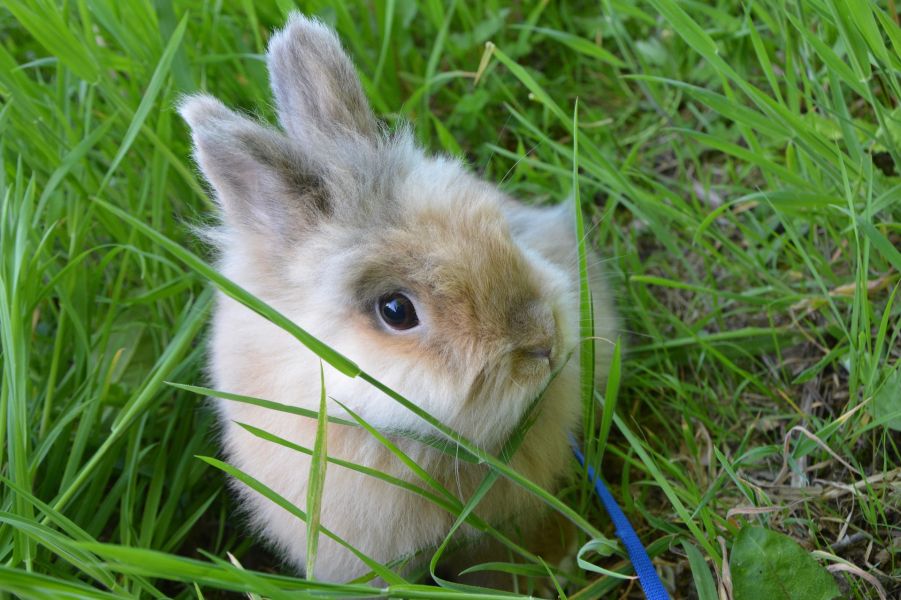 Ein Kaninchen beim Spaziergang an der Leine.