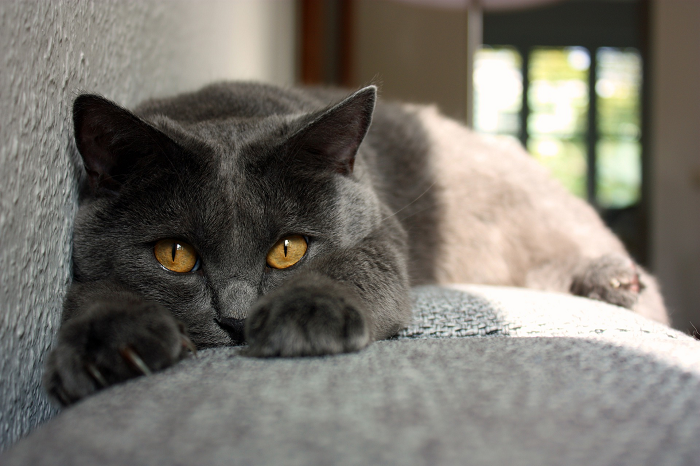 Die Kartäuserkatze liegt auf der Couch.
