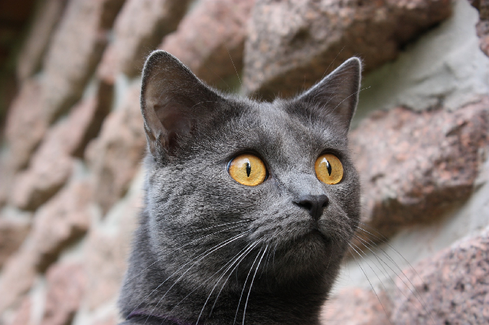 Kartäuserkatze mit gelben Augen.