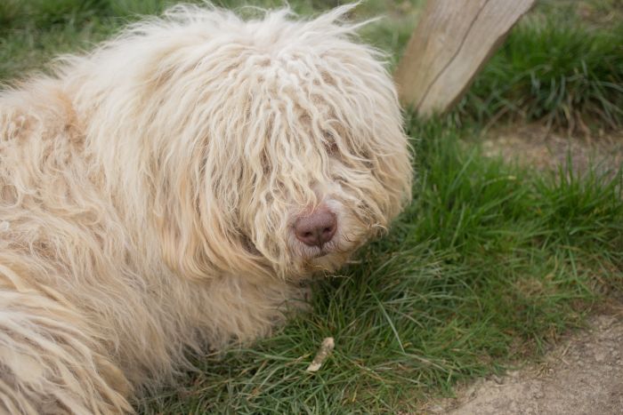 Der Komondor liegt im Gras.