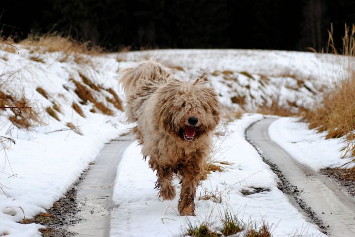 Der Komondor läuft.