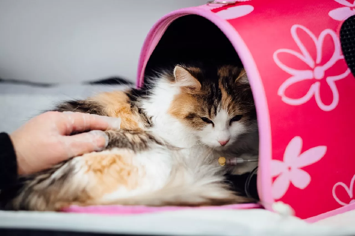 Kranke Katze in einer Trage.