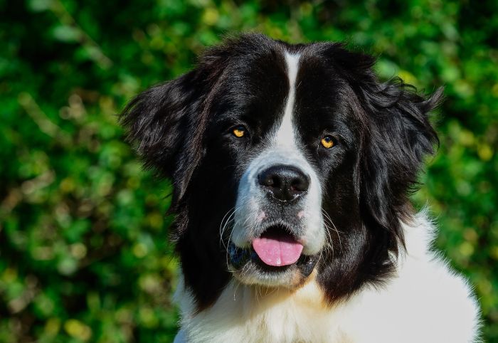 Landseer Welpe.