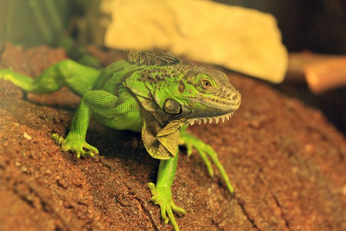 Grüner Leguan.