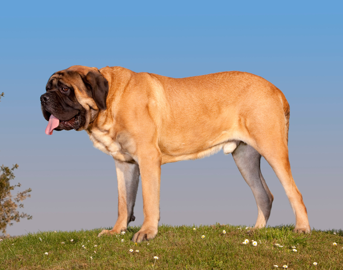 Aussehen von Mastiff.