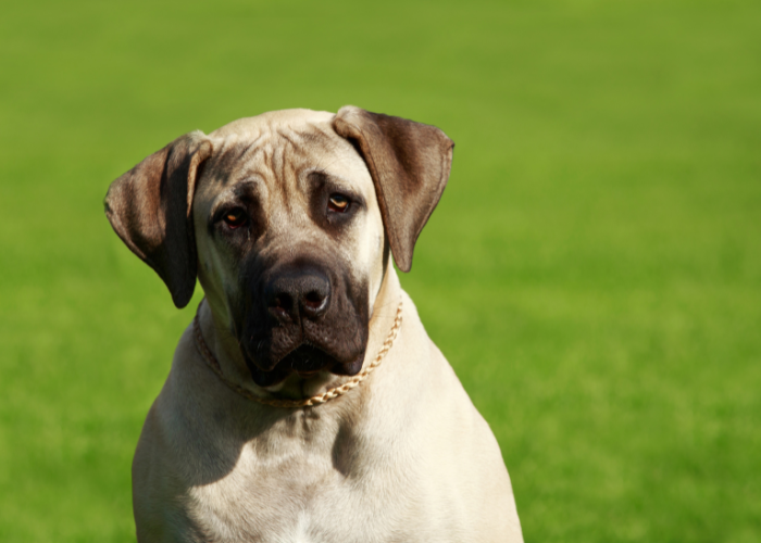 Der adulte mastiff.