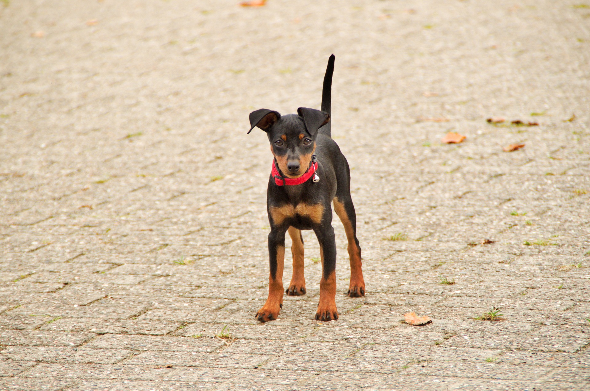 Der Zwergpinscher ist pflegeleicht und eignet sich daher für Jung und Alt.